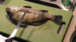 Maybe you would like to learn more about one of these? How To Clean And Eat Black Drum Od5 Fishing Youtube
