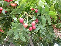 Image result for Harpephyllum afrum