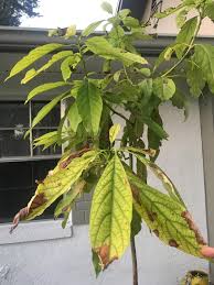 Question Whats Causing These Brown Spots On My Potted Avocado Tree And What Can I Do To Prevent It Gardening Garden Avocado Tree Avocado Plant Plant Leaves