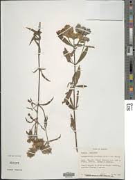 Image result for Haumaniastrum