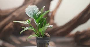 Image result for Astropanax barteri