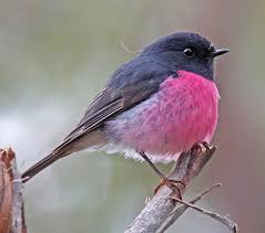 Birds That Sing In The Morning Australia Surfbirds Online Photo Gallery Search Results Pet Birds Bird Photo Birds