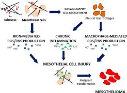 The condition gets its name from the mesothelium, a lining that protects your internal organs. Asbestos Induced Cell Injury Leading To Mesothelioma Mesothelial Cells Download Scientific Diagram