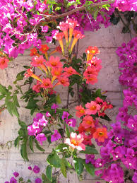 Fuchsia Bougainvillea Mixed With Trumpet Vine Flowering Vines Beautiful Flowers Pretty Gardens