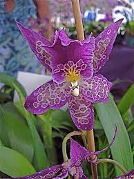 Check spelling or type a new query. Orchids Orchid Flower Unusual Flowers Orchids