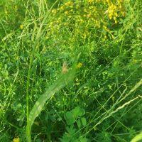 Image result for Panicum pilgeri