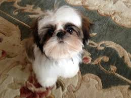 So Cute Baby Ewok Shitzu Dogs Shih Tzu Dog Shitzu Puppies