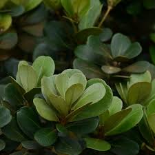 Image result for Mimusops afra