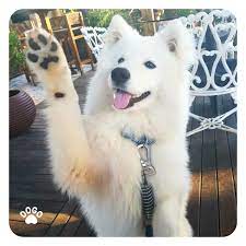 Why Dog Lifts Their Front Paw Read The Article Dogo App