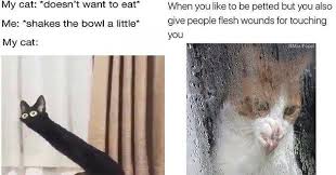 Pin On Funny Cats