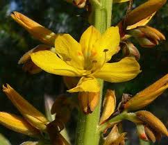 Image result for Wachendorfia