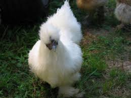 Silkie A Comprehensive Guide To The Furry Chicken Pethelpful