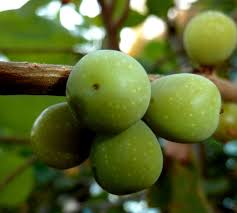 Image result for Bridelia mollis