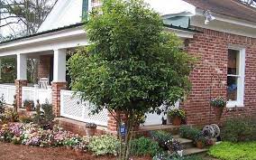 Fragrant Tea Olive Osmanthus Fragrans 1 Gallon New Arrivals Buy Plants Online Sweet Olive Tree Osmanthus Fragrans Buy Plants