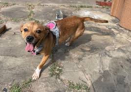 Austin Lost and Found Pets