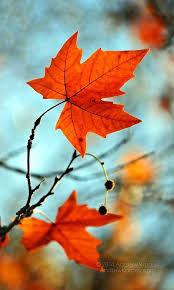 خلفيات للشاشة الجوال طبيعة خلفية جميلة لسطح المكتب سطح المكتب خلفيات 480x800 Beautiful Tree Art Autumn Leaves