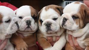 Both males are 8 weeks old and from the same litter and they are super. English Bulldog Puppies Youtube