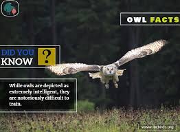 While Owls Are Depicted As Extremely Intelligent Owl Facts Bird Facts Owl