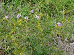 Image result for Solanum campylacanthum 'panduriforme type'