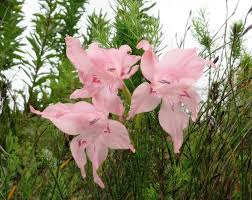 Image result for Gladiolus virgineus