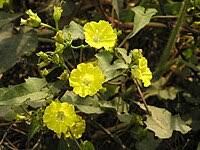 Image result for Merremia pterygocaulos