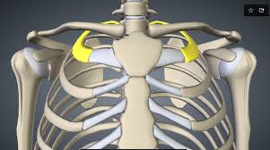 Dislocated rib is manifested by a sharp pain in the chest, a pain that goes along with bruising and swelling. First Rib Subluxation First Rib Rib Out Of Place Dislocated Rib