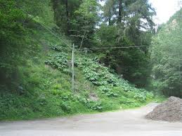 Divovski svinjski korov (heracleum mantegazzianum sommier et levier) je dvogodišnja ili višegodišnja zeljasta biljka iz porodice štitarki (apiaceae).stabljika je uspravna, robusnog rasta, debela, šuplja, tamnocrvenih pjega, visoka do 350 cm. Panace Di Mantegazza O Panace Gigante Bosco Legno Malghe Amministrazione Provinciale Provincia Autonoma Di Bolzano Alto Adige