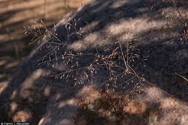 Image result for Eragrostis punctiglandulosa