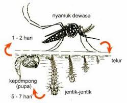 Langkah pencegahan yang boleh dilakukan oleh. Kenali Nyamuk Aedes Aedes Kawalan Serangga Perosak Facebook