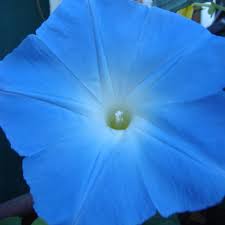 Image result for Ipomoea Heavenly Blue