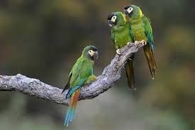 Golden collared macaw or yellow collared macaw primolius. Golden Collared Macaw Alchetron The Free Social Encyclopedia