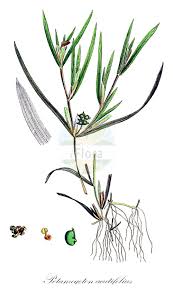Image result for Potamogetonaceae