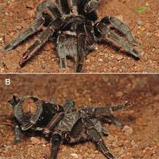 Brown recluse spiders feed on small live prey such as insects. Pdf Behavior And Biology Of Mygalomorphae