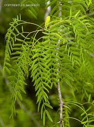 Image result for Prosopis glandulosa