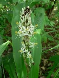 Image result for Chlorophytum macrophyllum