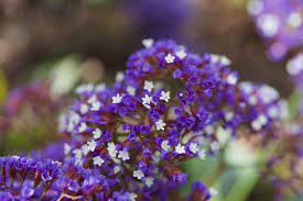 Check spelling or type a new query. Purple White Flower Free Photo On Pixabay