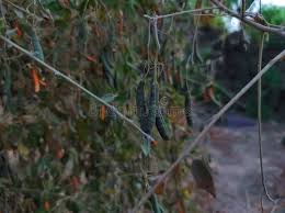 Image result for Cadaba farinosa