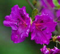 OHM ॐ AUM-SIVOHM: Yog-Vasishth-Gujarati-યોગવાસિષ્ઠ મહારામાયણ-ઉત્તર રામાયણ-517