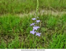 Image result for Buchnera pulcherrima