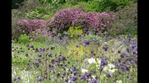 Rhizomatous, tufted perennial, herb, to 1.5 m high. Meadow Musings Thegardenimpressionists