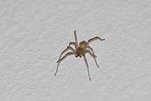Als ziemlich giftig und unangenehm gilt der biss des sogenannten dornfingers (cheiracantium punctorium), wobei die letztgenannte spinnenart nur in sehr warmen gegenden in. Giftspinnen Wikipedia