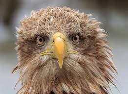 May 05, 2020 · history of bald eagle decline, protection and recovery (view full timeline below)recovery. Grootste Roofvogel Van Europa Heeft Jonkies Gekregen In De Hoeksche Waard Maar We Juichen Nog Niet Hoeksche Waard Ad Nl