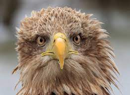 Several marine eagles of the genus haliaeetus. Grootste Roofvogel Van Europa Heeft Jonkies Gekregen In De Hoeksche Waard Maar We Juichen Nog Niet Hoeksche Waard Ad Nl