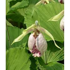 Garten Orchideen Cypripedium Japonicum Freiland Frauenschuh Orchideen Bereit Zu Pflanzen Amazon De Garten Frauenschuh Orchidee Pflanzen Orchideen
