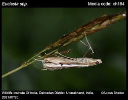 Image result for Euclasta