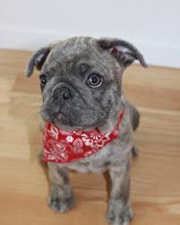 Find french bulldogs, also known as frenchies, for sale in illinois at dreamcatcher hill puppies. Its A Frug Pug Mixed Breeds Pug Mix Pug Cross