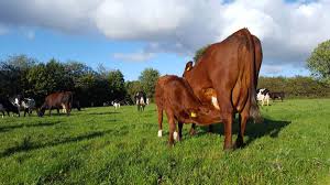 Calf hutches should be cleaned and moved to a new location to control the spread of potential diseases. German Dairy Farm Milk Eltern Zeit Label Calves Mothers Herd