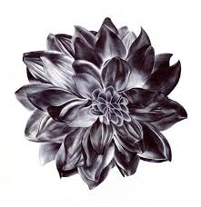 Dahlia Drawings Black Dahlia Flower Drawing Tattoos Pinterest Black Flowers Tattoo Dahlia Flower Tattoos Black Art Tattoo