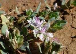 Image result for Bergia