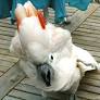cockatoo parrots for sale from www.rosemarylow.co.uk